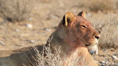 un vistazo de un león africano en reposo - de cerca