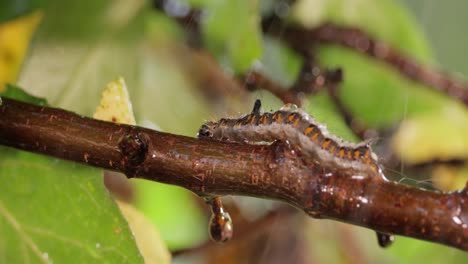 yellow tail moth (euproctis similis) caterpillar, goldtail or swan moth (sphrageidus similis) is a caterpillar of the family erebidae. caterpillar crawls along a tree branch on a green background.