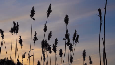 a dark silhouetted reeds waving in the wind on late evening with beautiful orange and blue color sky background