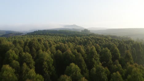 bosque de pinos 04