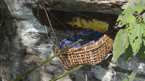 Drone-shot-of-honey-bees-in-a-group-surrounding-a-basket-of-extracted-mad-honey-from-hives-on-a-huge-cliff-in-the-wild-jungle-of-Lamjung,-Nepal-captures-the-intense-and-natural-process