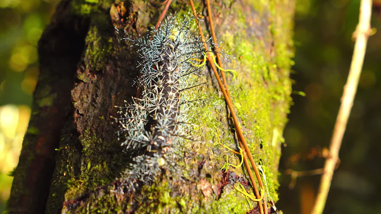 Brown venomous moth larva inches along moss-covered trunk deep in Peru’s lush Amazon rainforest.