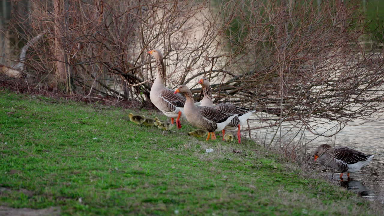 Slow-motion capture of baby geese walking with their parents by the pond in springtime.