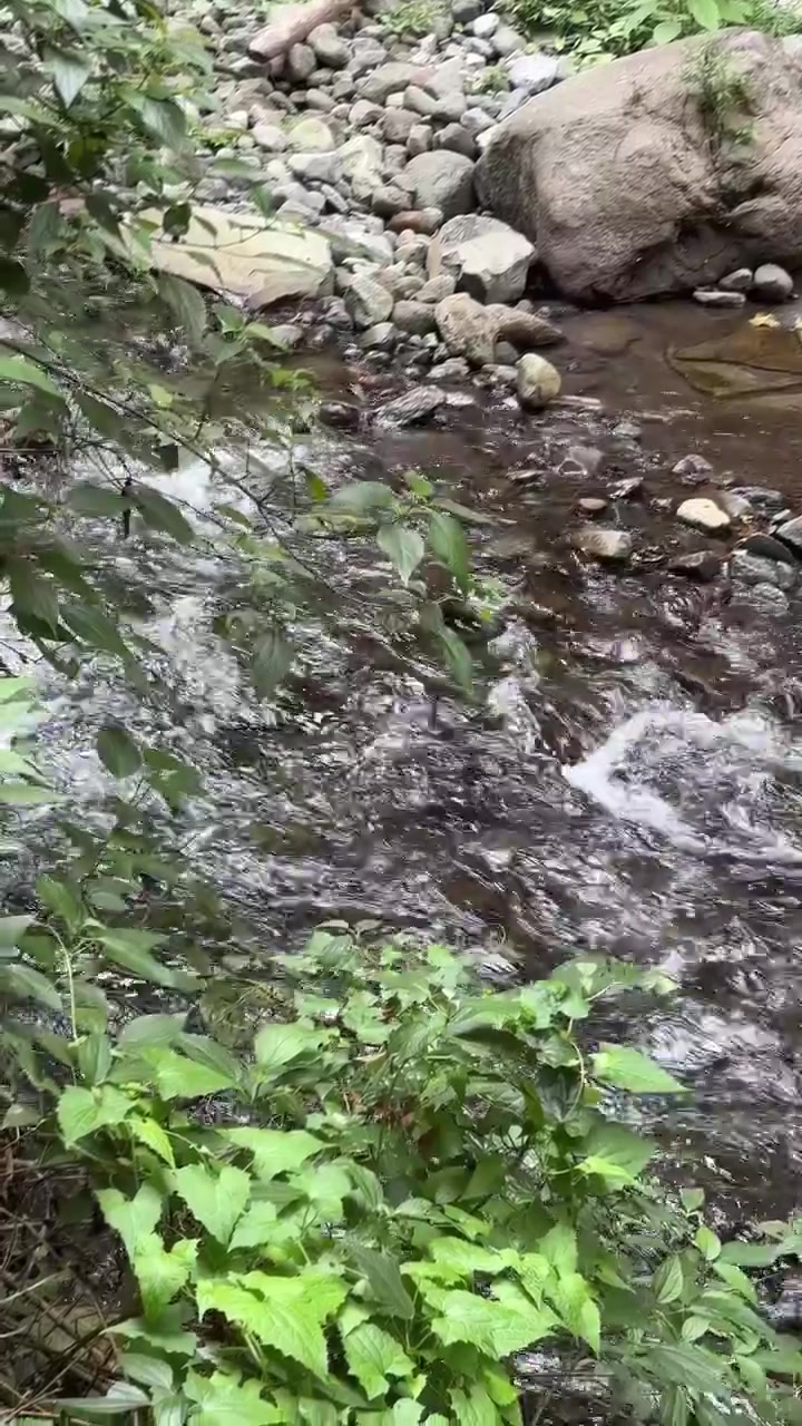 Pequeño arroyo de montaña fluyendo sobre rocas en un bosque exuberante