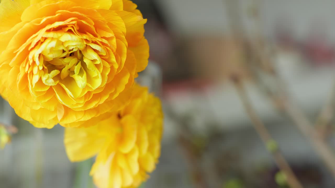 A smooth dolly shot glides from left to right, focusing on the intricate details of a bright yellow Ranunculus flower in a vase