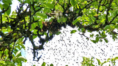 Enjambre-De-Abejas-Y-Cubriendo-El-Panal-En-La-Rama-Del-árbol