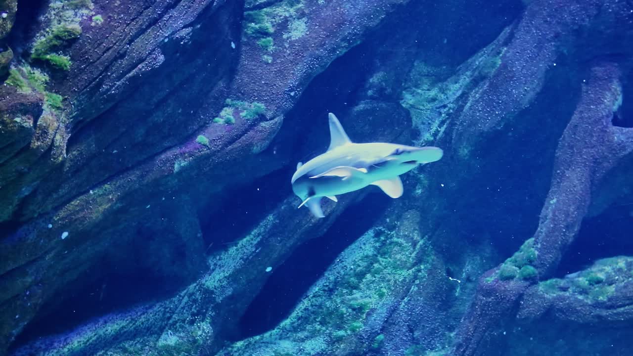 Hammerhead shark swimming in a large aquarium