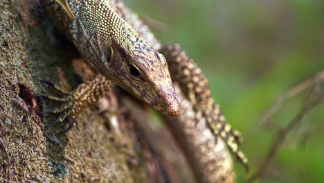 monitor lizard on tree raising its hind leg and flicking its tongue