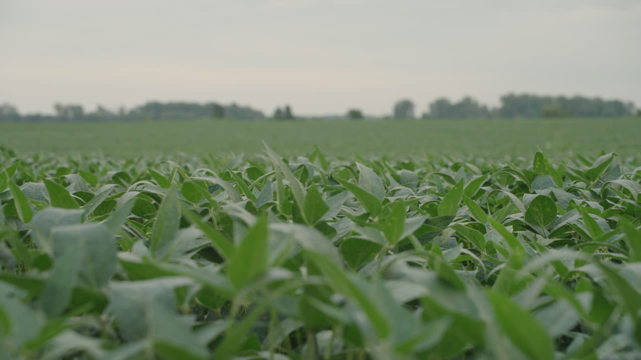 Lush Green Soybean Field Under an Overcast Sky