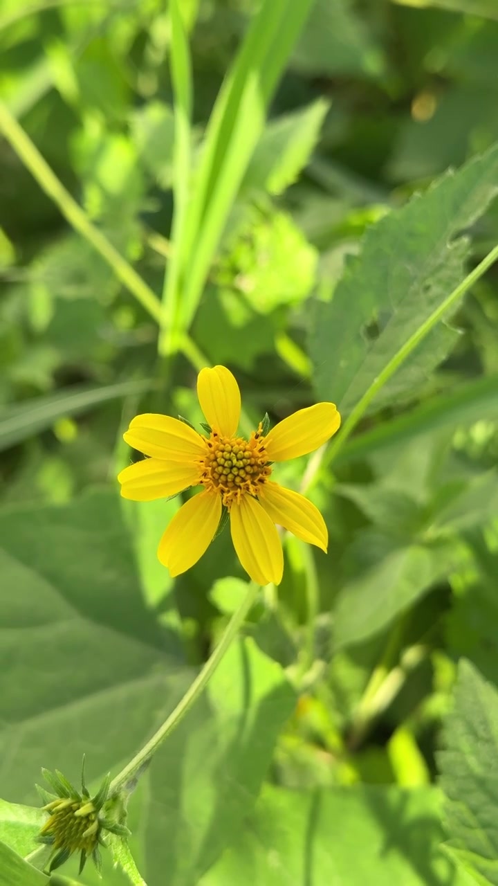 Single Yellow Wildflower Blooming in a Lush Green Field