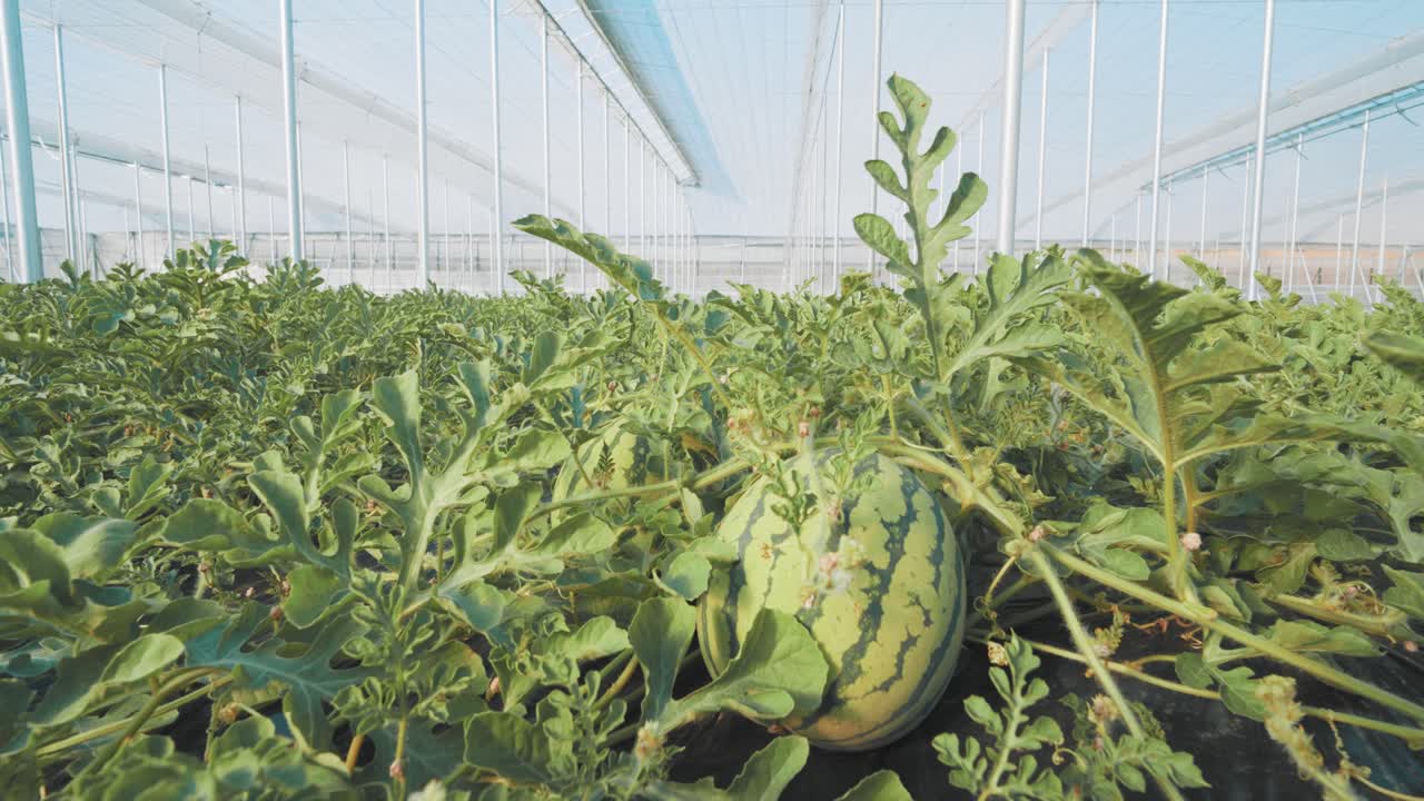 Growing watermelon plants inside greenhouse structure