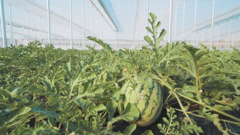 growing watermelon plants inside greenhouse structure