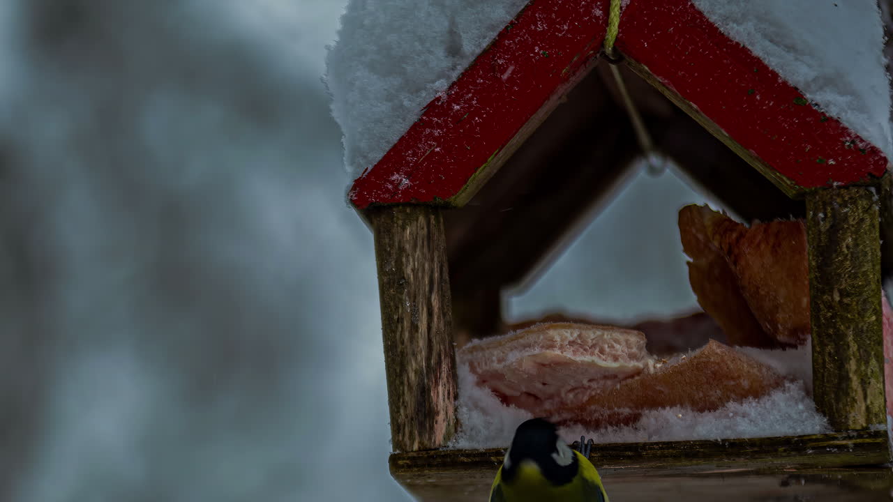 Zeitraffer eines Vogelhäuschens an einem dunklen Winternachmittag, mit Kohlmeisen, die ein- und ausfliegen.