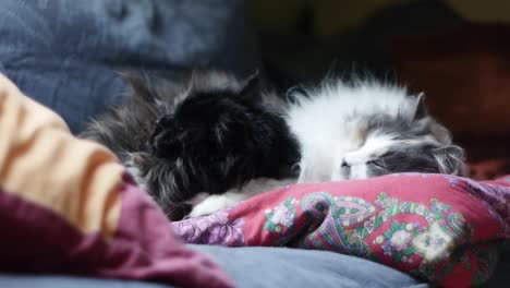 black and white siberian cats lying on a sofa