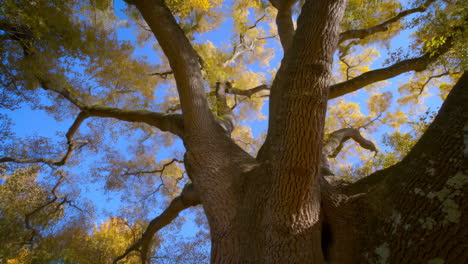 majestic autumn tree canopy against blue sky