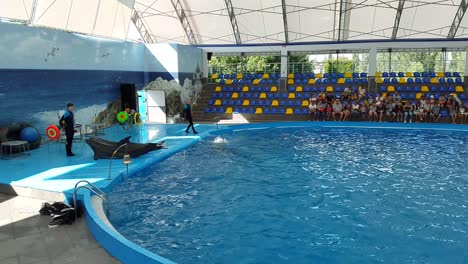 odessa, ukraine - august 2017: cute dolphins during a speech at the dolphinarium. show of dolphins.