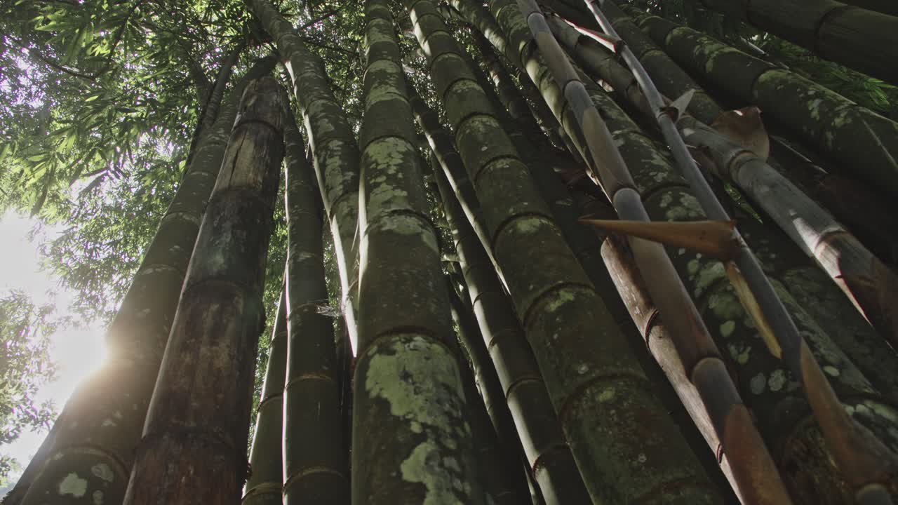 un denso bosque de bambú