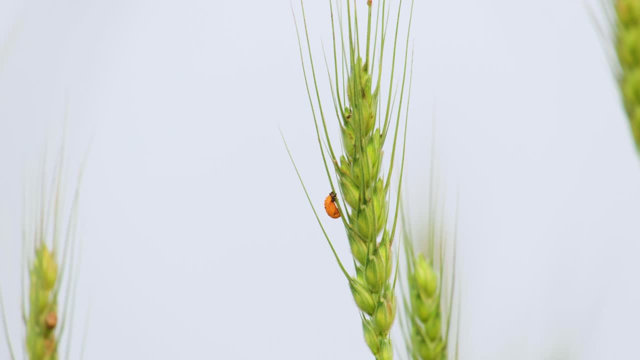 초록색 밀 같은 식물 의  ⁇  에 매달려 있는 작은 오렌지색 과 노란색 벌레 의 넓은  ⁇