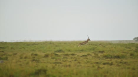 slow motion shot of antelope running fast away from cheetah, predator chasing prey, african wildlife in maasai mara national reserve, kenya, africa safari animals in masai mara north conservancy