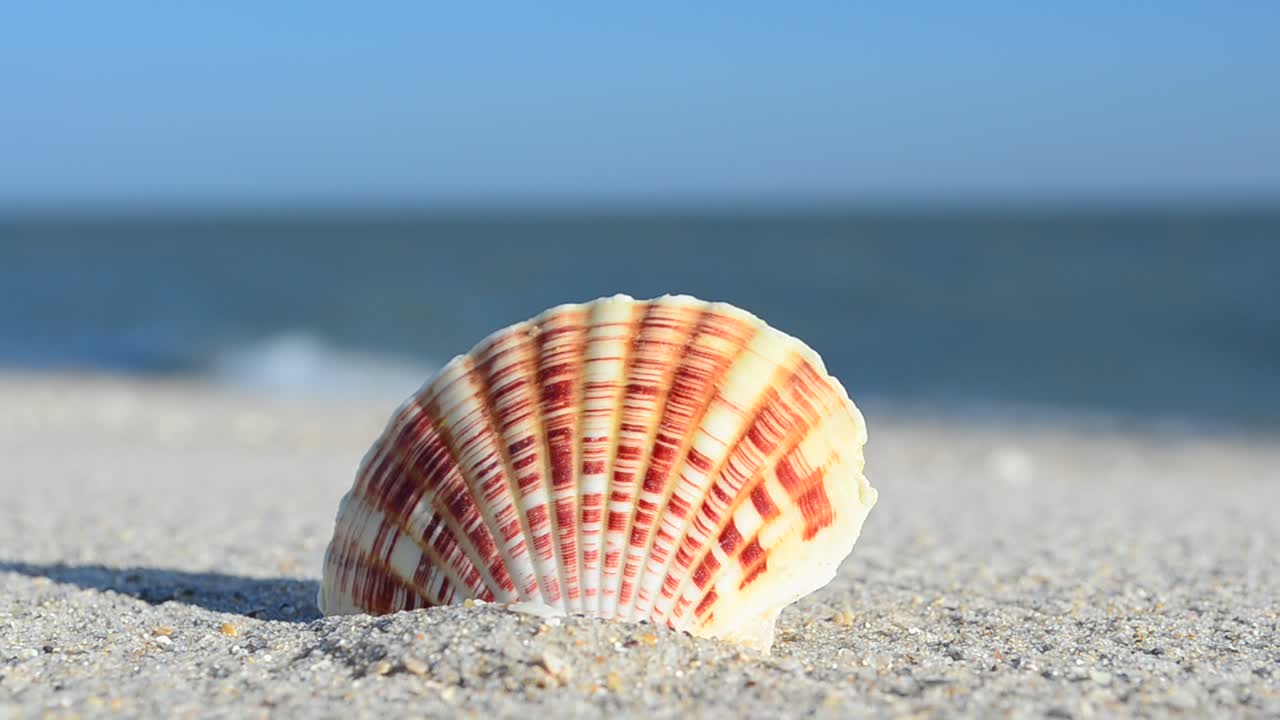 Conchas de berberecho sobre la arena con las olas de fondo. Grabación en la playa