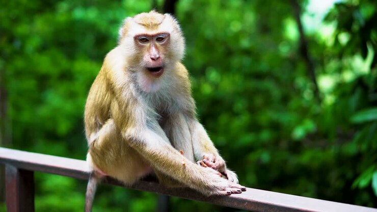 a wild monkey sits on the railing in the park. the natural habitat of animals