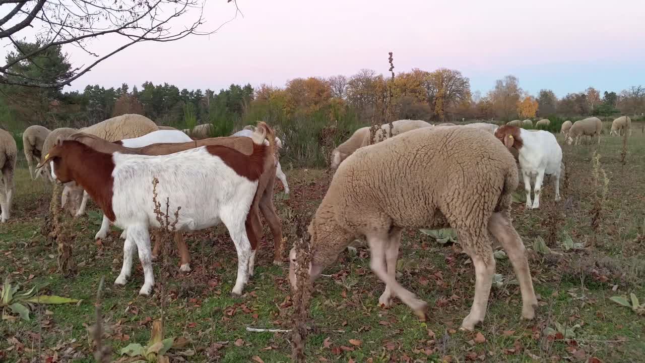 rebaño mixto de ovejas y cabras durante la puesta de sol en un prado aéreo abierto con árboles de otoño en el fondo
