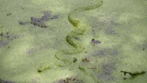 Una-Serpiente-Se-Esconde-Bajo-Las-Microalgas-En-Un-Lago