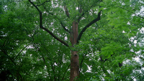 tall tree in lush green forest on rainy day