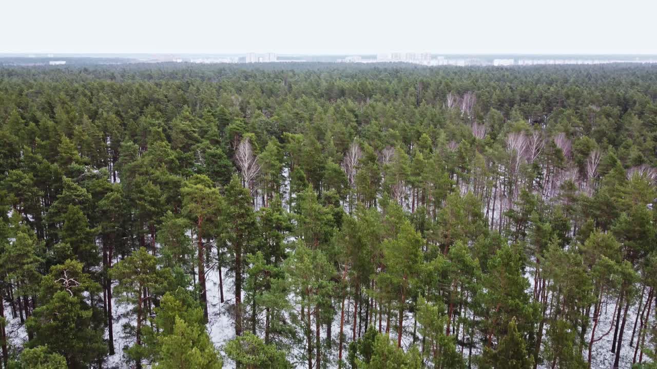 Lento yli Suomen talvisen metsän, laskeutuva näkymä.