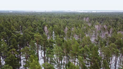 Flight-above-winter-forest-in-Finland,-descending-view