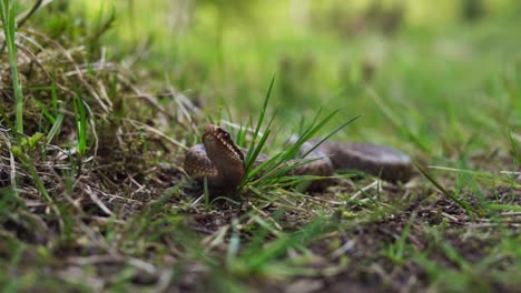 serpiente víbora europea común en la hierba verde