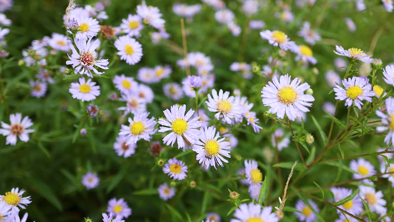 고향 에 있는 타타르 아스터 의 클로즈업