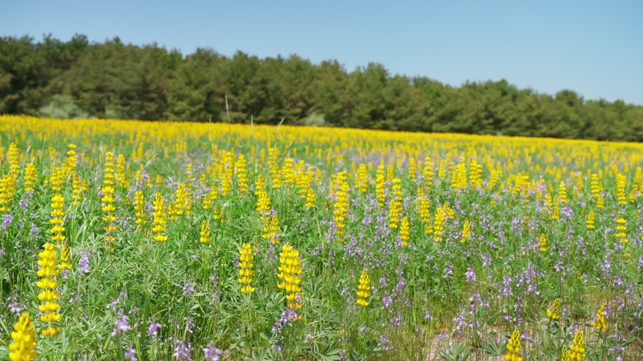 카시와바라 해안의 봄 풍경
