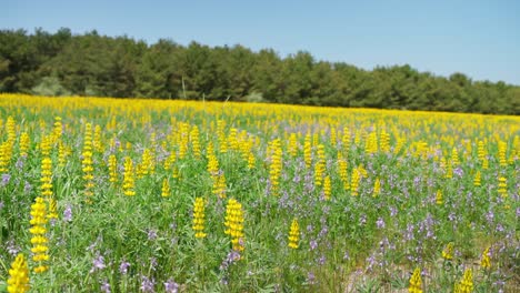 el paisaje de primavera de la costa de kashiwabara