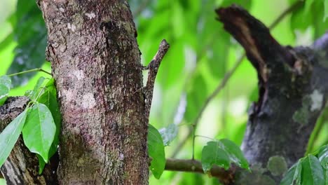 lagarto deslizante de barba naranja, draco fimbriatus, parque nacional khao yai, tailandia