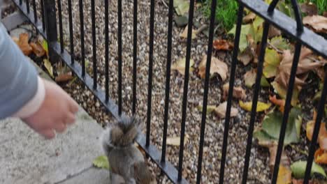 city squirrel jumping over urban fence and run away into park