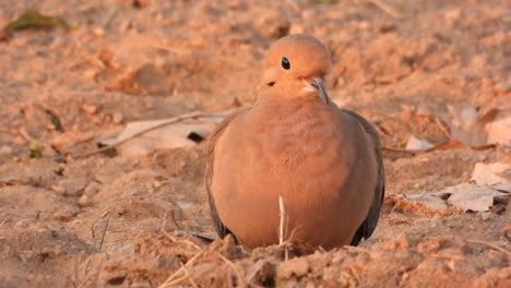 mourning dove looking for food walking on a sandbar