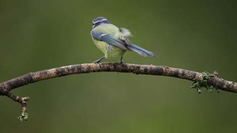 close up static shot of a eurasian blue tit flying up to a branch, looks around, then flys off, slow motion