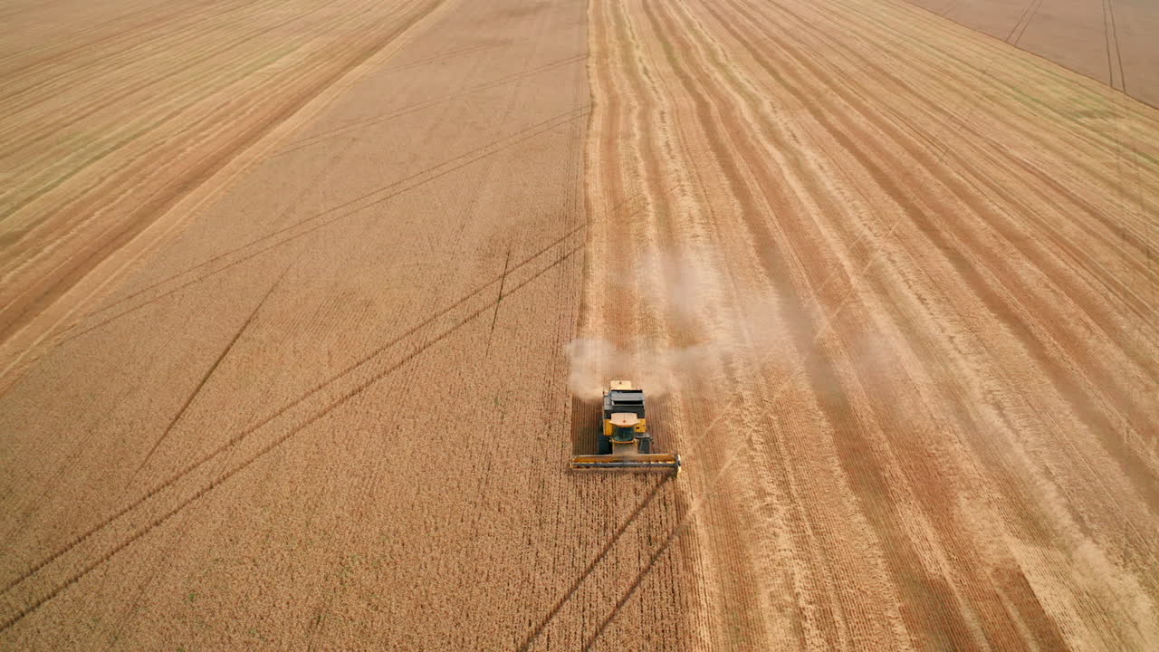 Partially mowed field of ripe golden wheat. Modern combine harvester moving by the plantation and picking crops.