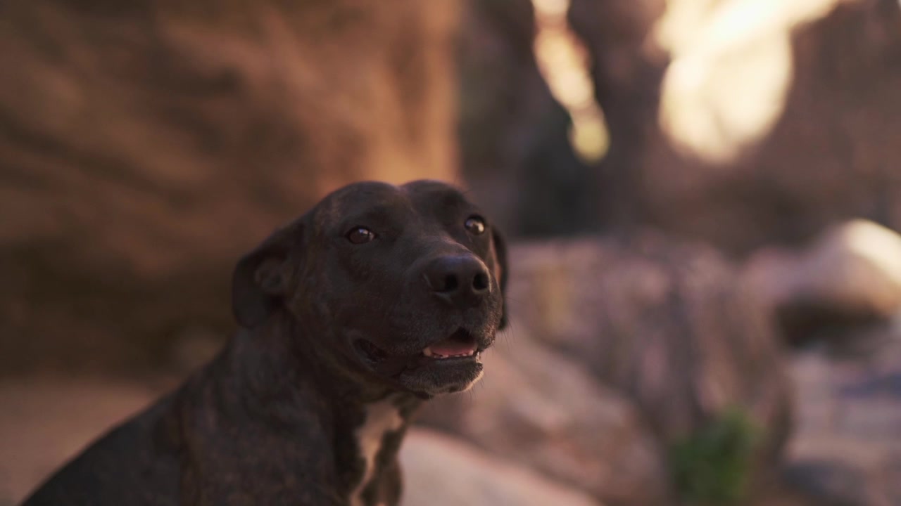 A playful dog enjoying the outdoors in slow motion, in high definition. Perfect for pet lovers and nature scenes.