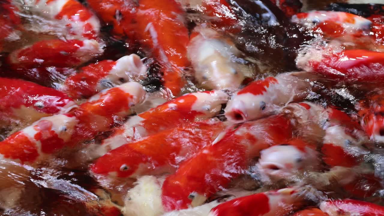 다채로운 코이 물고기 무리가 먹이를 먹는 시간