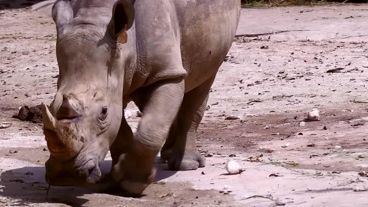 멸종 위기에 처한 흰 코뿔소