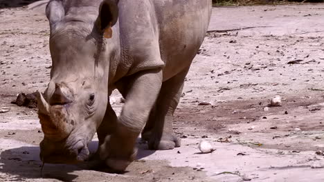 endangered white rhino walling slowly