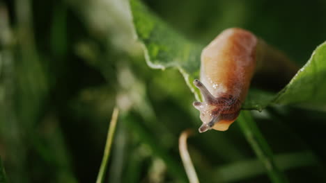 Amazing-animal---slug-crawls-on-green-grass