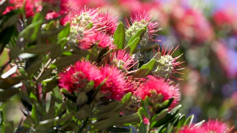 pequeños insectos pululando alrededor del árbol pohutakawa famosas flores rojas en nueva zelanda, de cerca