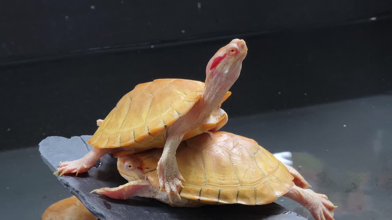 dos crías de tortugas deslizantes de orejas rojas