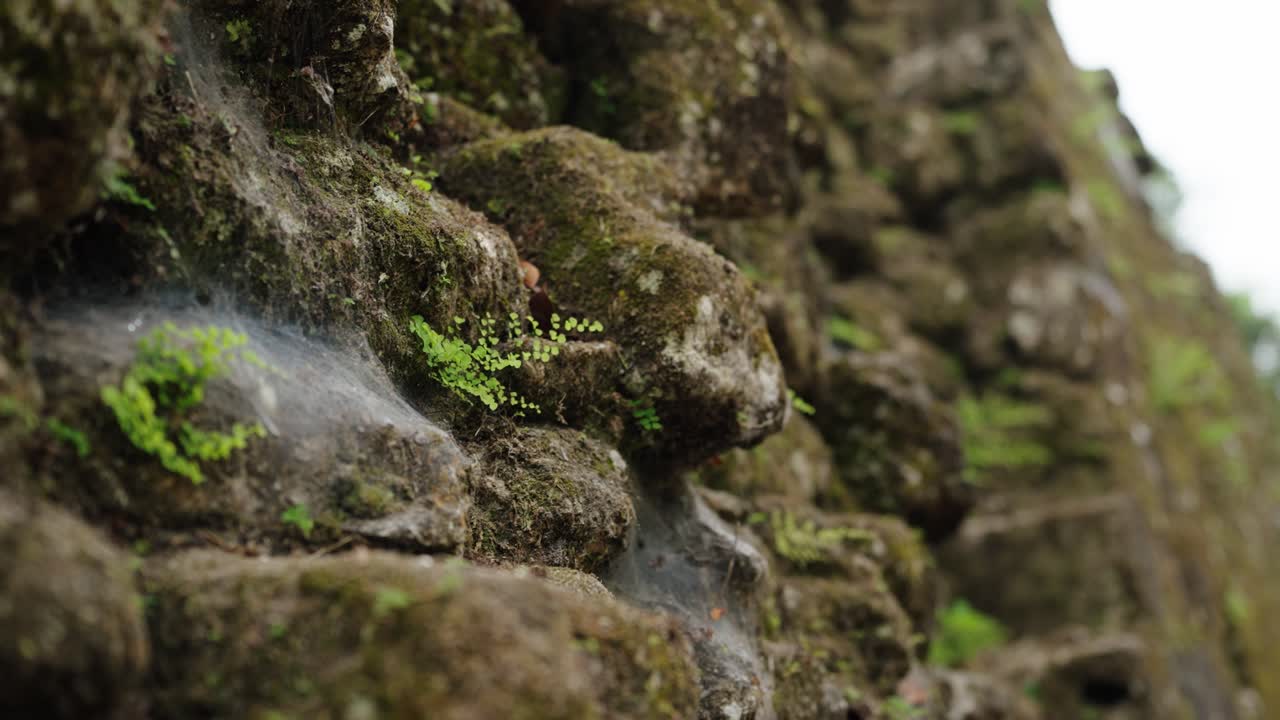 Detailed view of ancient Mayan stonework at Tikal, Guatemala, with moss, ferns, and spiderwebs on the surface.