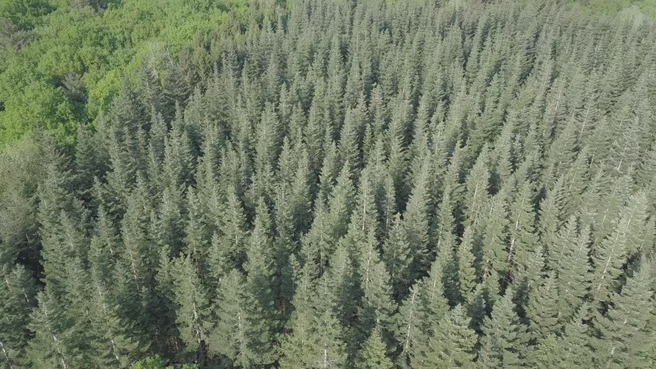 Coniferous trees swaying in gentle breeze