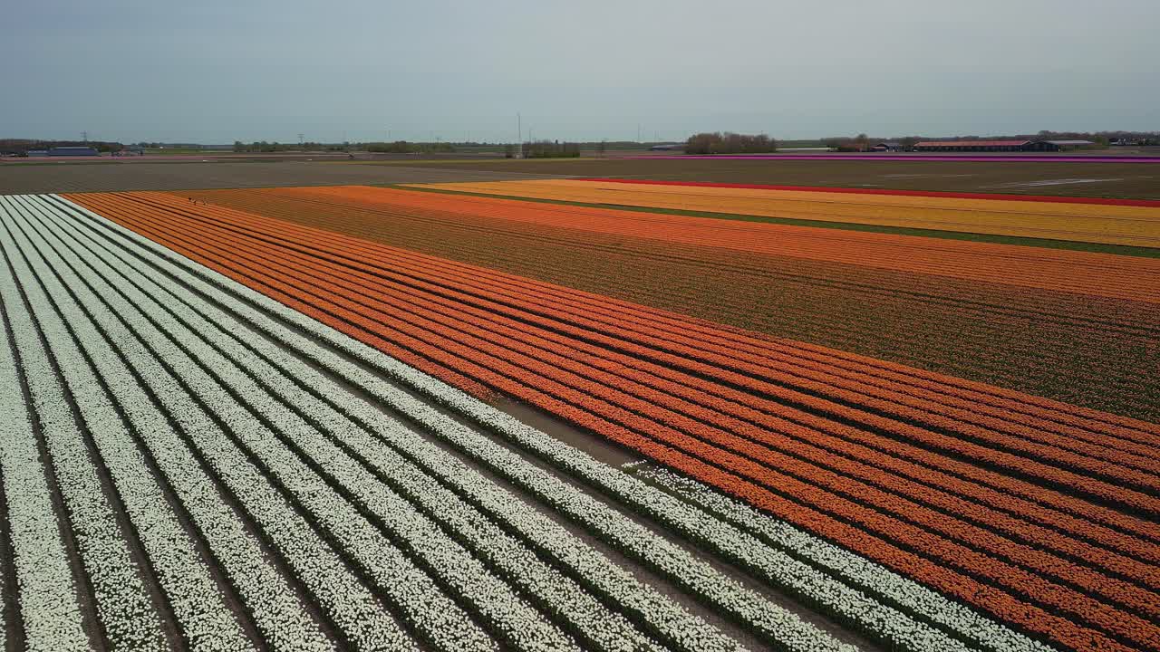 Calmly flying diagonally over tulip fields in Holland