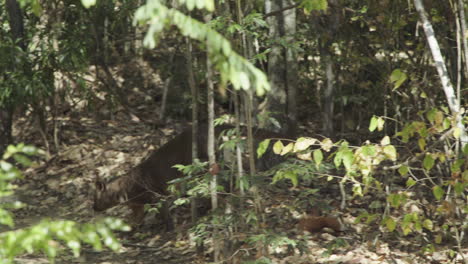 male-fossa-walking-right-to-left-through-dry-forest,-party-hidden-by-undergrowth,-medium-shot